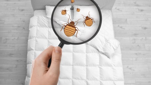 Comment un professionnel peut aider à éradiquer les punaises de lit ?